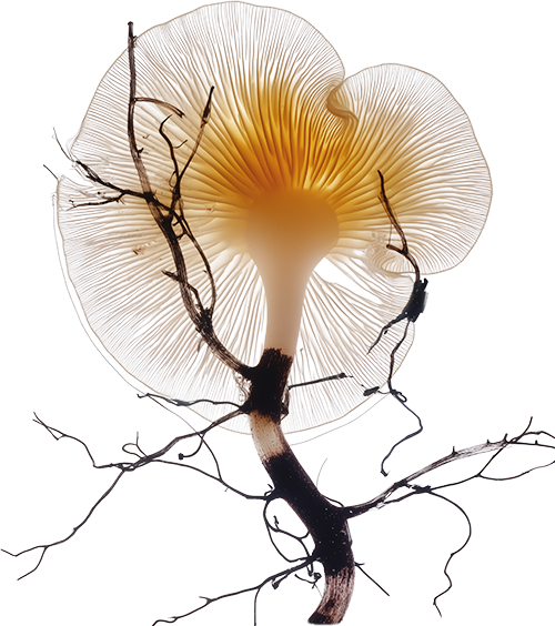 A mushroom with a beige cap and gills, intertwined with small twigs and branches.