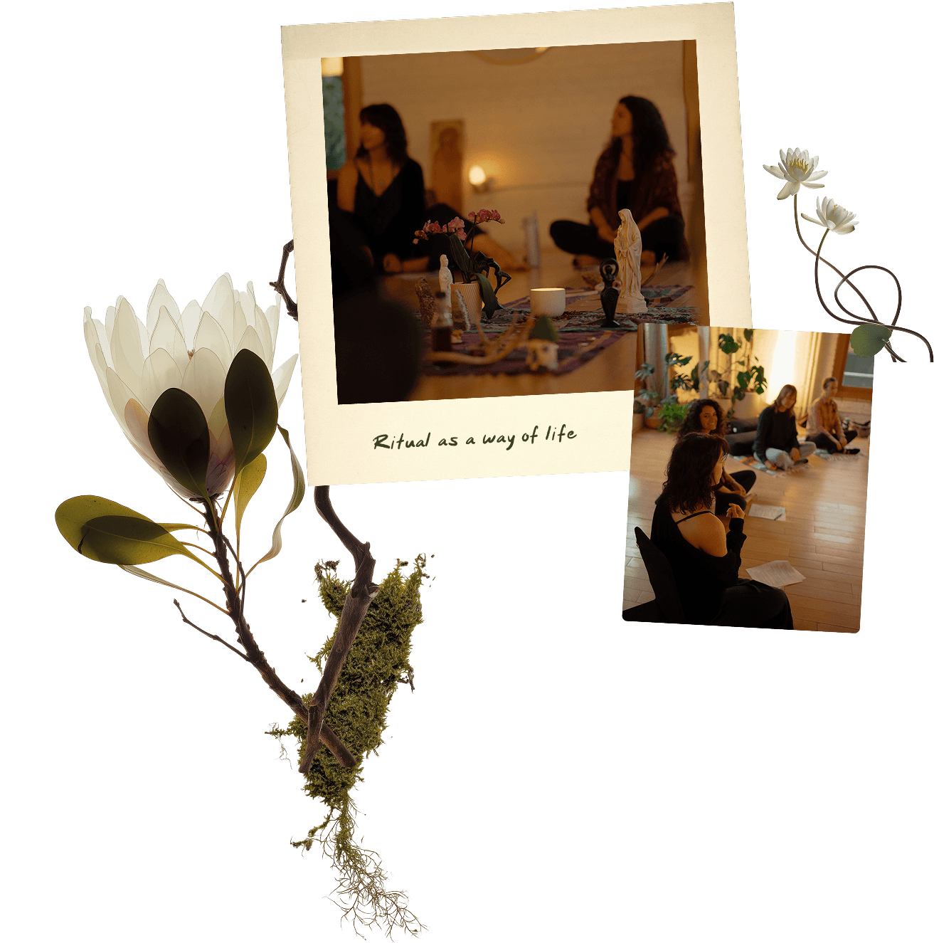 remembering the garden with chelsea rose cotton