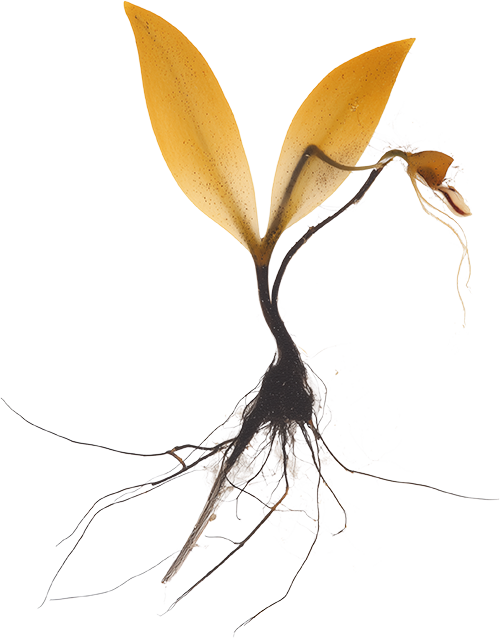 A plant with yellow leaves and roots, with an emerging sprout on the right side.