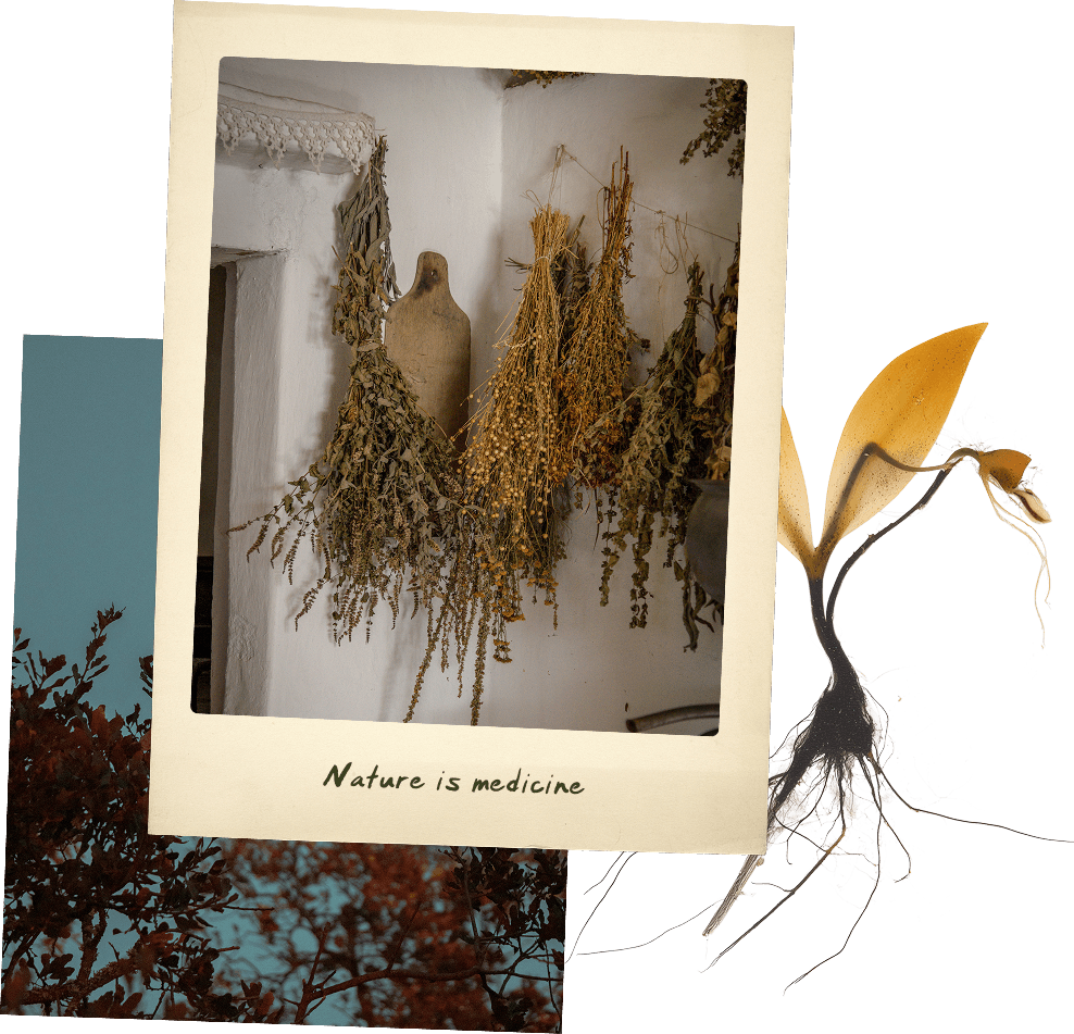 photo of herbs drying
