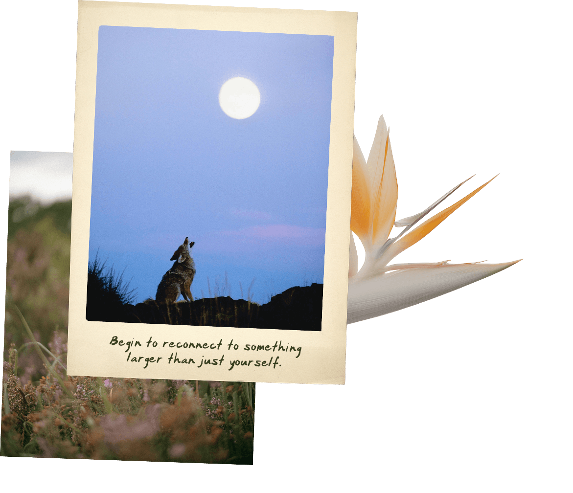 A photograph of a dog howling at the moon, with the print text "Begin to reconnect to something larger than just yourself". Overlapping a flower and a background of a natural scene with grass and bushes.