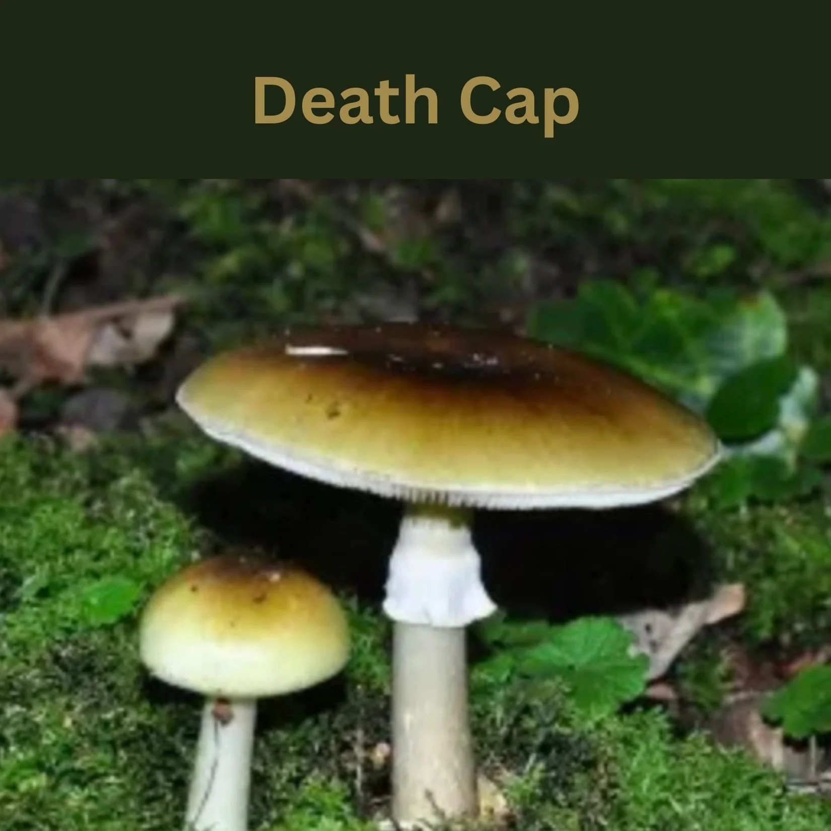 A color picture of two death cap mushrooms against green grass, with the story title Death Cap at the top.