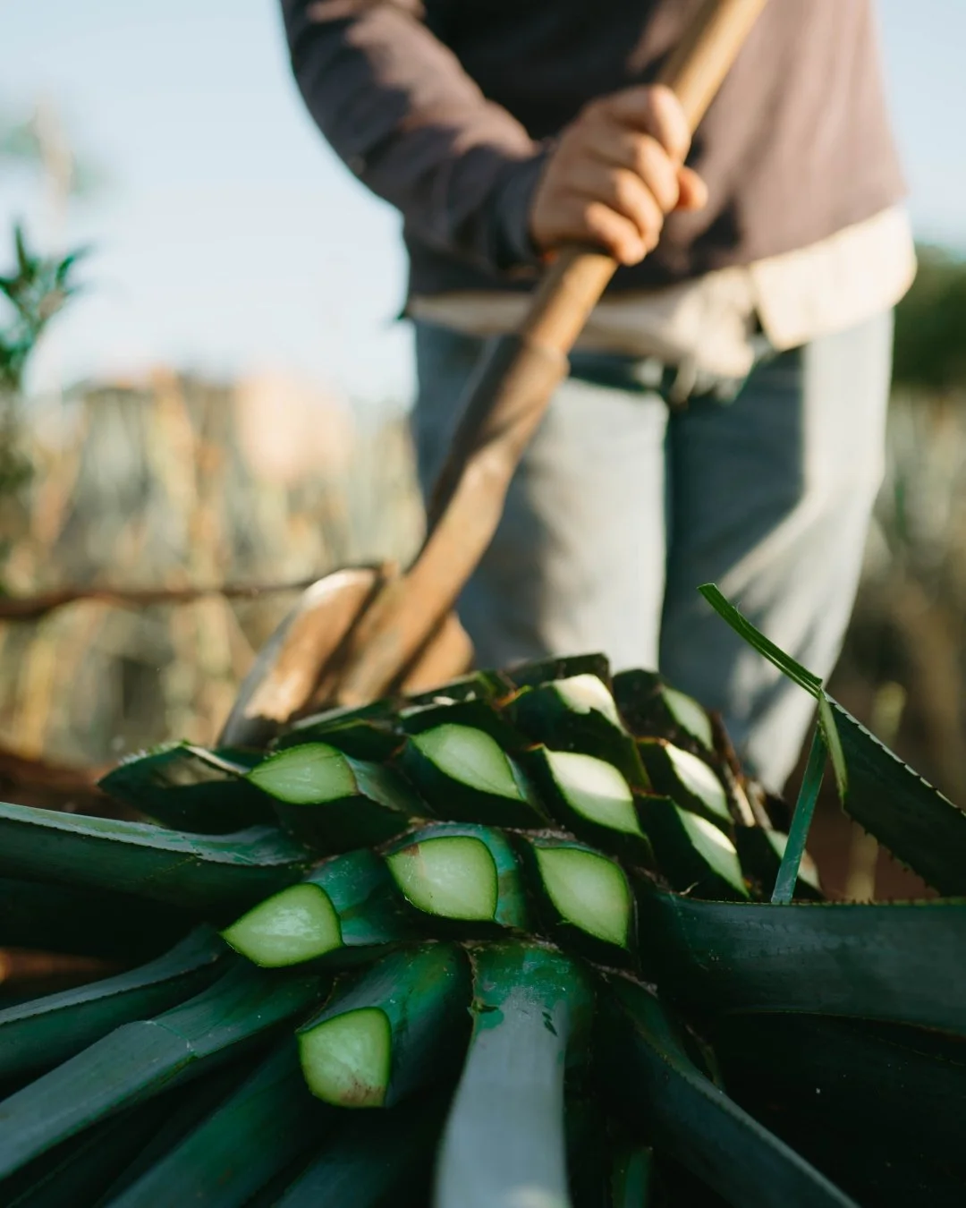 From field to barrel to glass, agave opens the senses to the flavors of Jalisco. Pair the perfect pour with a decadent dish for a culinary journey guided by heart and heritage.