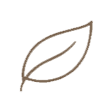 Simple line drawing of a leaf.