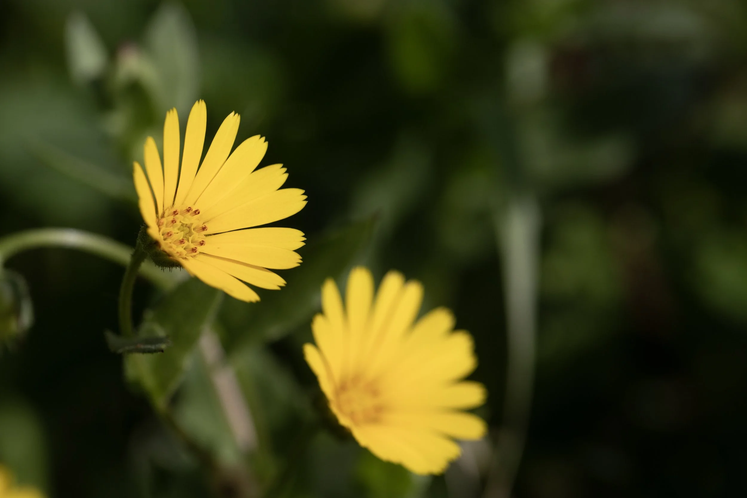 Close-up of a yellow flower with multiple petals and a dark green blurred background.