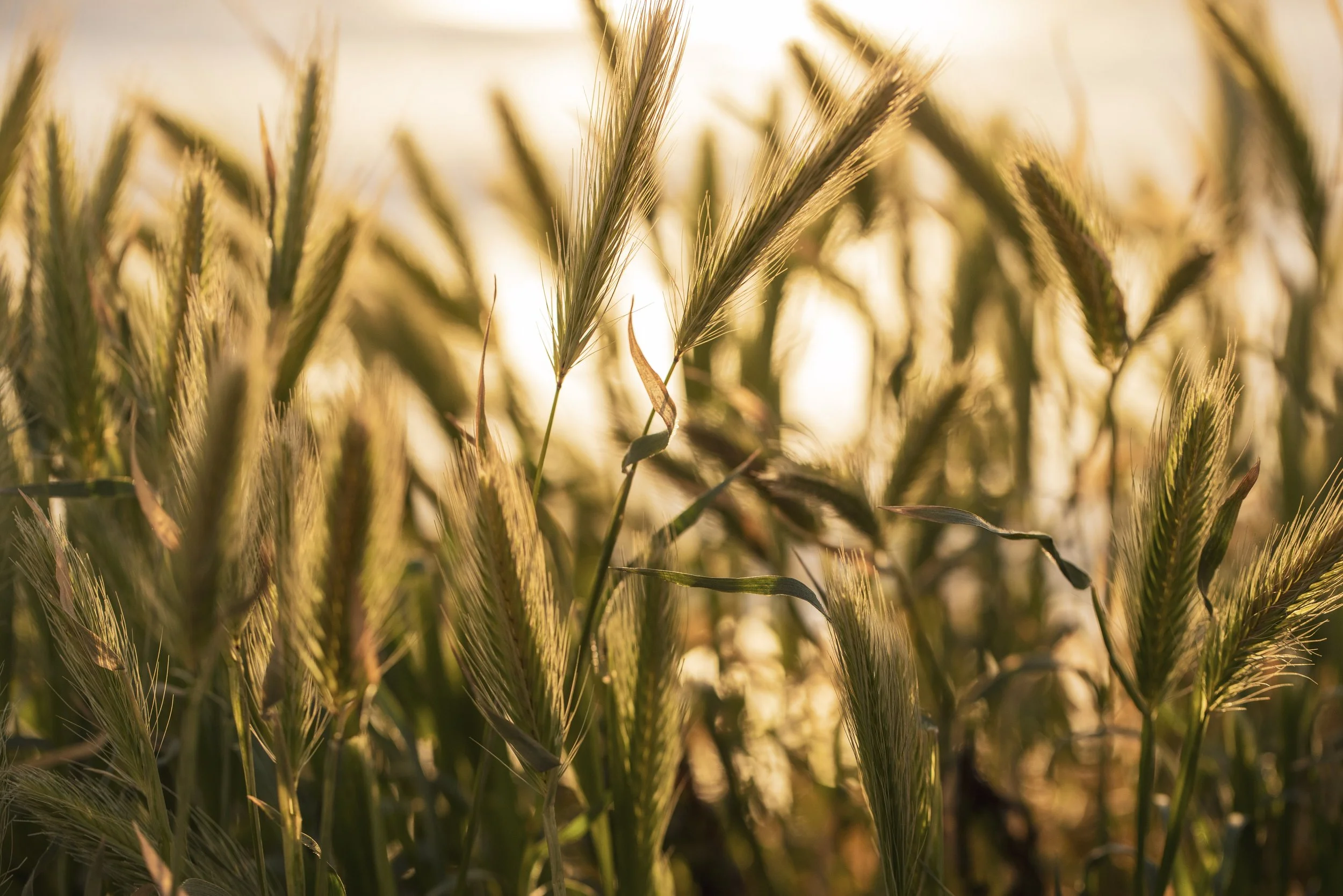 Close-up of wheat plants in a field with golden sunlight.