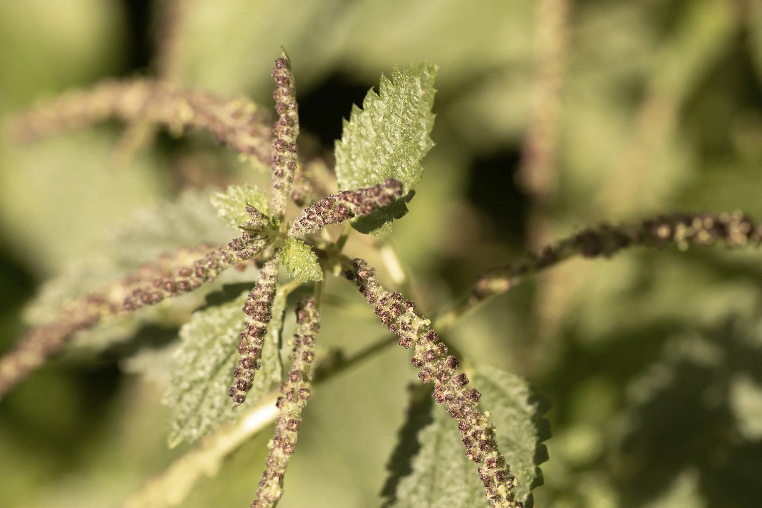 Close-up of green leaves and purple flower clusters on a plant.