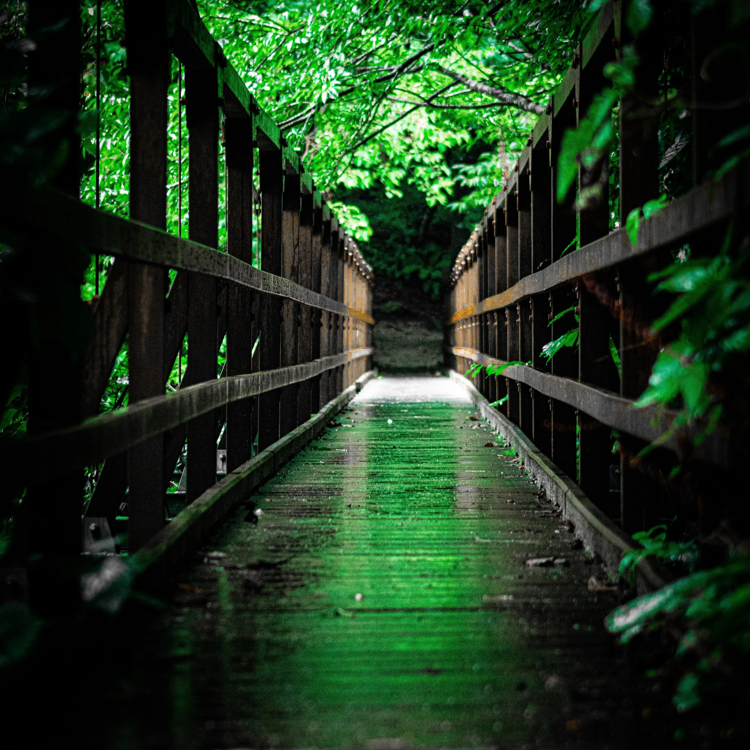 A wooden footbridge through lush green foliage, illuminated with green lighting.