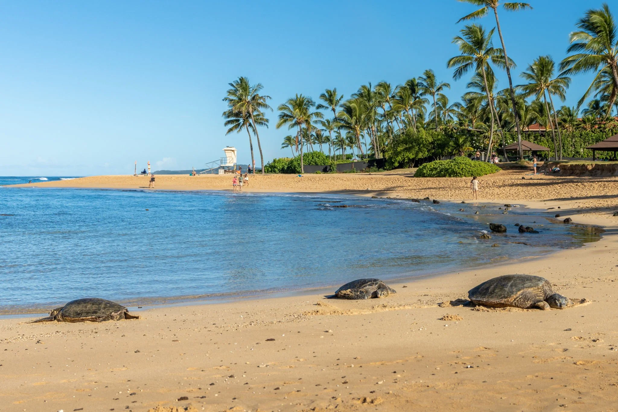 Green sea turtles basking at Poipu Beach daily