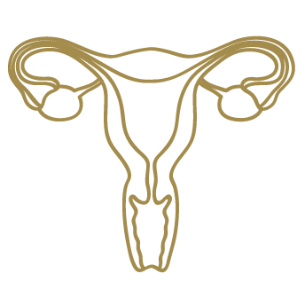 Line drawing of female reproductive system