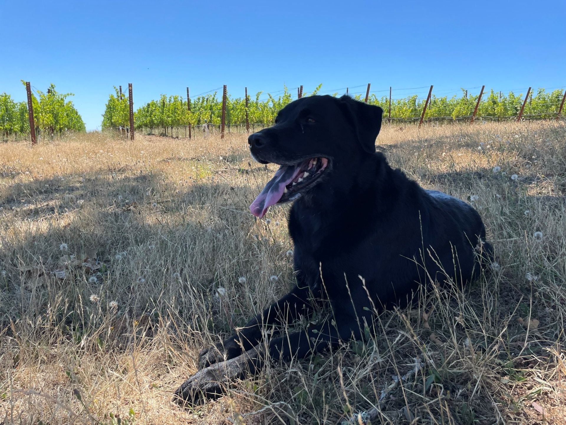 Black Dog Winery's mascot and label model, Pinot. Photo Courtesy of Black Dog Winery.