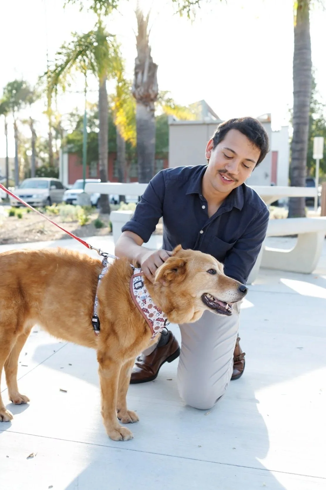 A man kneeling down and petting a happy golden retriever dog on a leash at an outdoor park with palm trees and benches in the background.