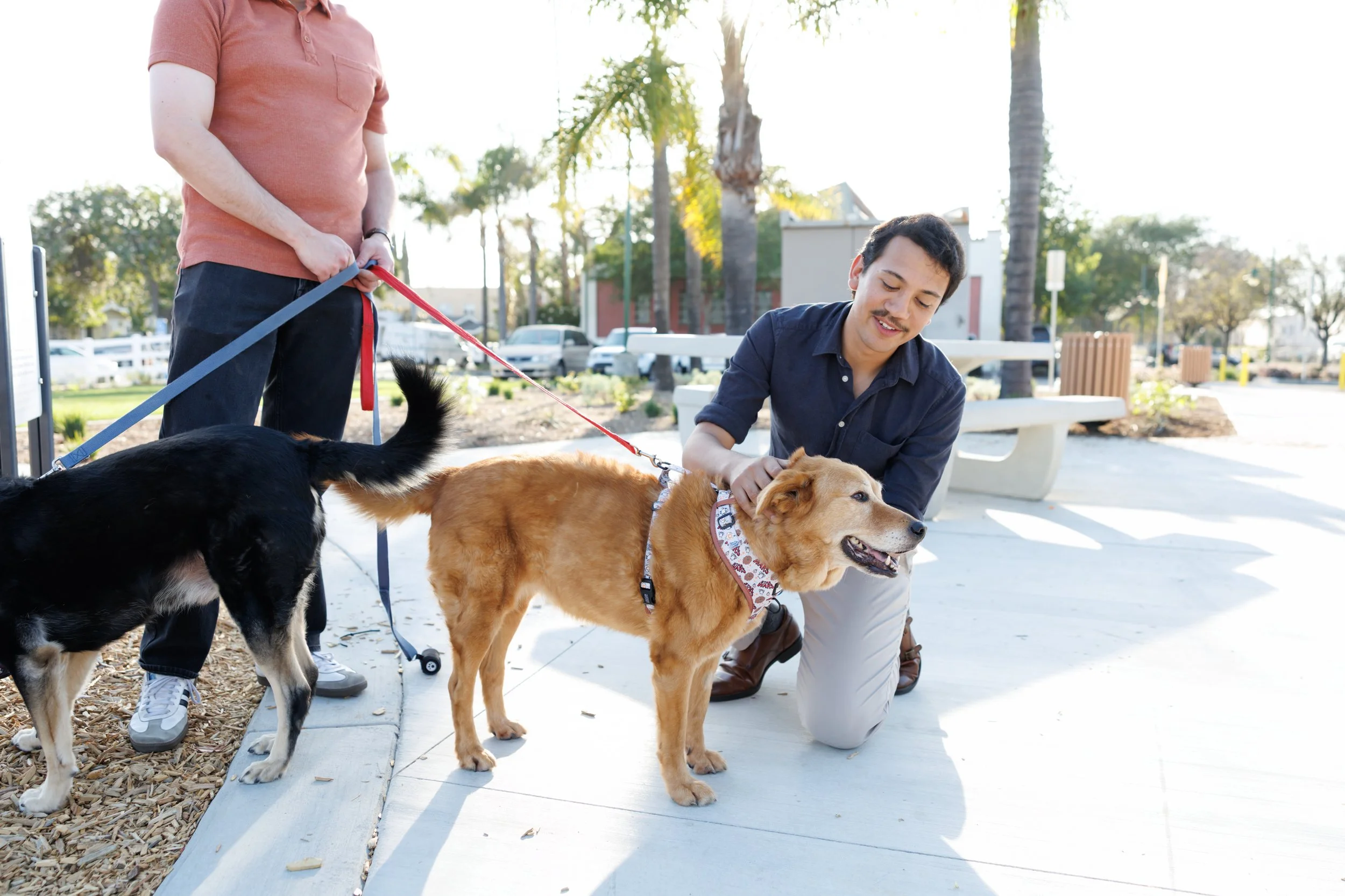 A man crouching down to pet a golden retriever dog, while another man stands nearby holding the leash of a black and white dog. They are in an outdoor park with palm trees and benches.