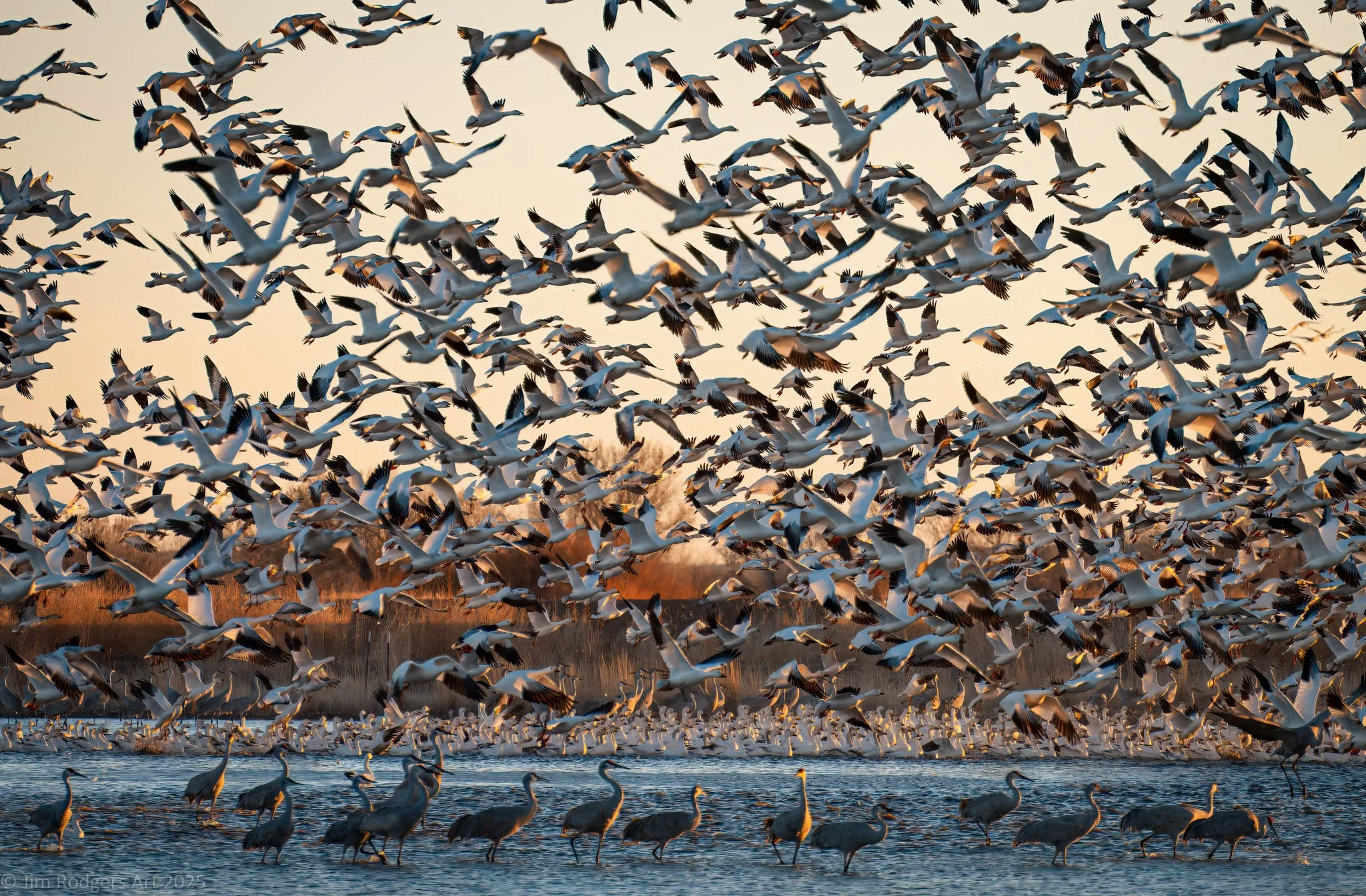 Mass Landing at Ladd Gordon Refuge, New Mexico
