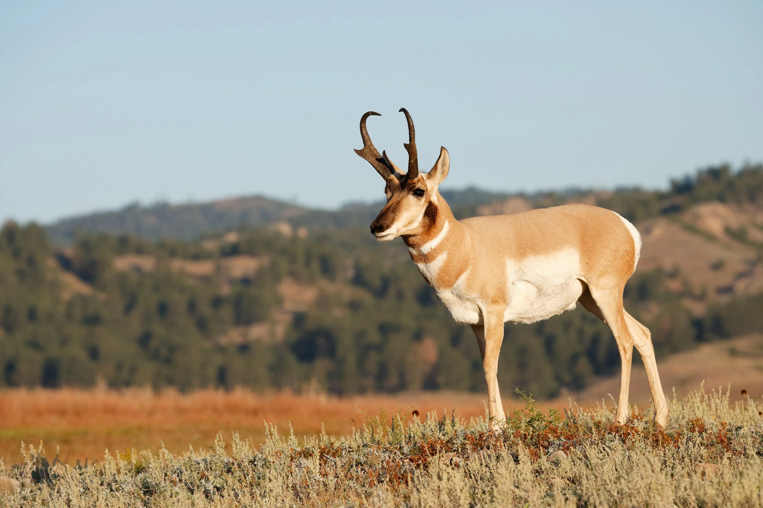 Antelope