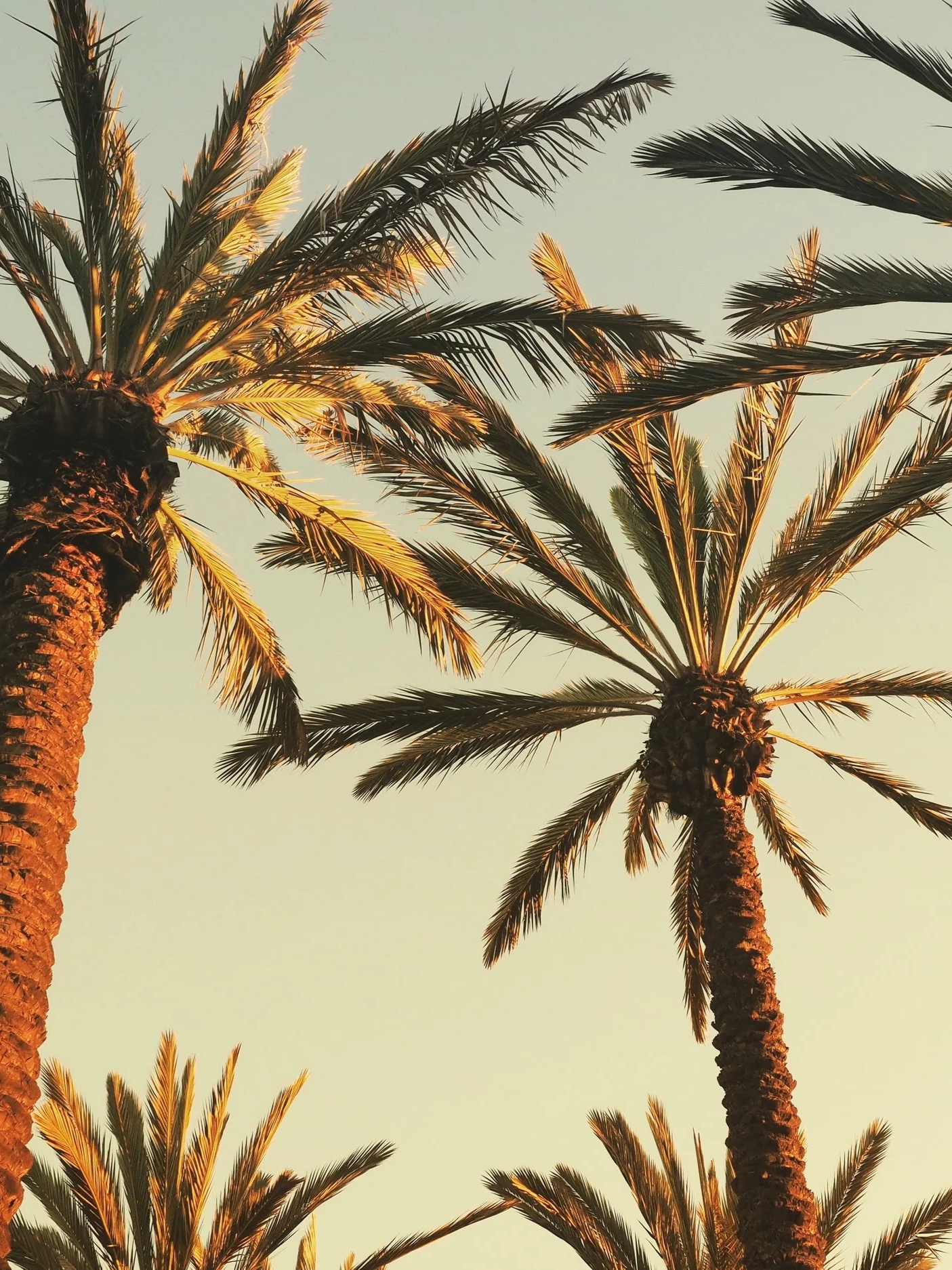 Looking up at tall palm trees with illuminated fronds during sunset or sunrise.