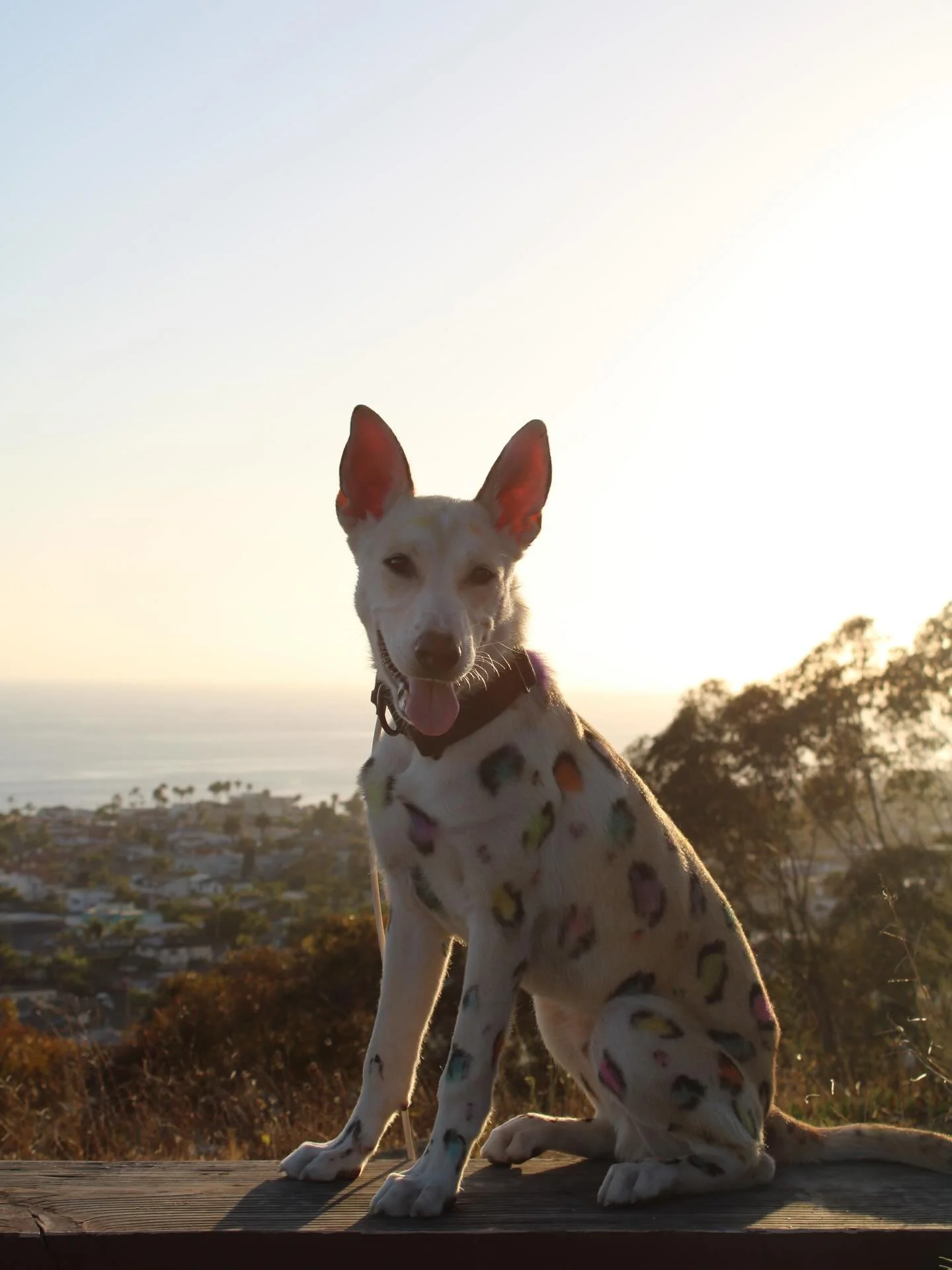 I cannot even begin to express how much Lucas means to me.
When he first came to me, he was so shut down that there were genuinely days where I questioned if he was even a dog I&rsquo;d be able to work with. He was fearful, complex, disconnected, and