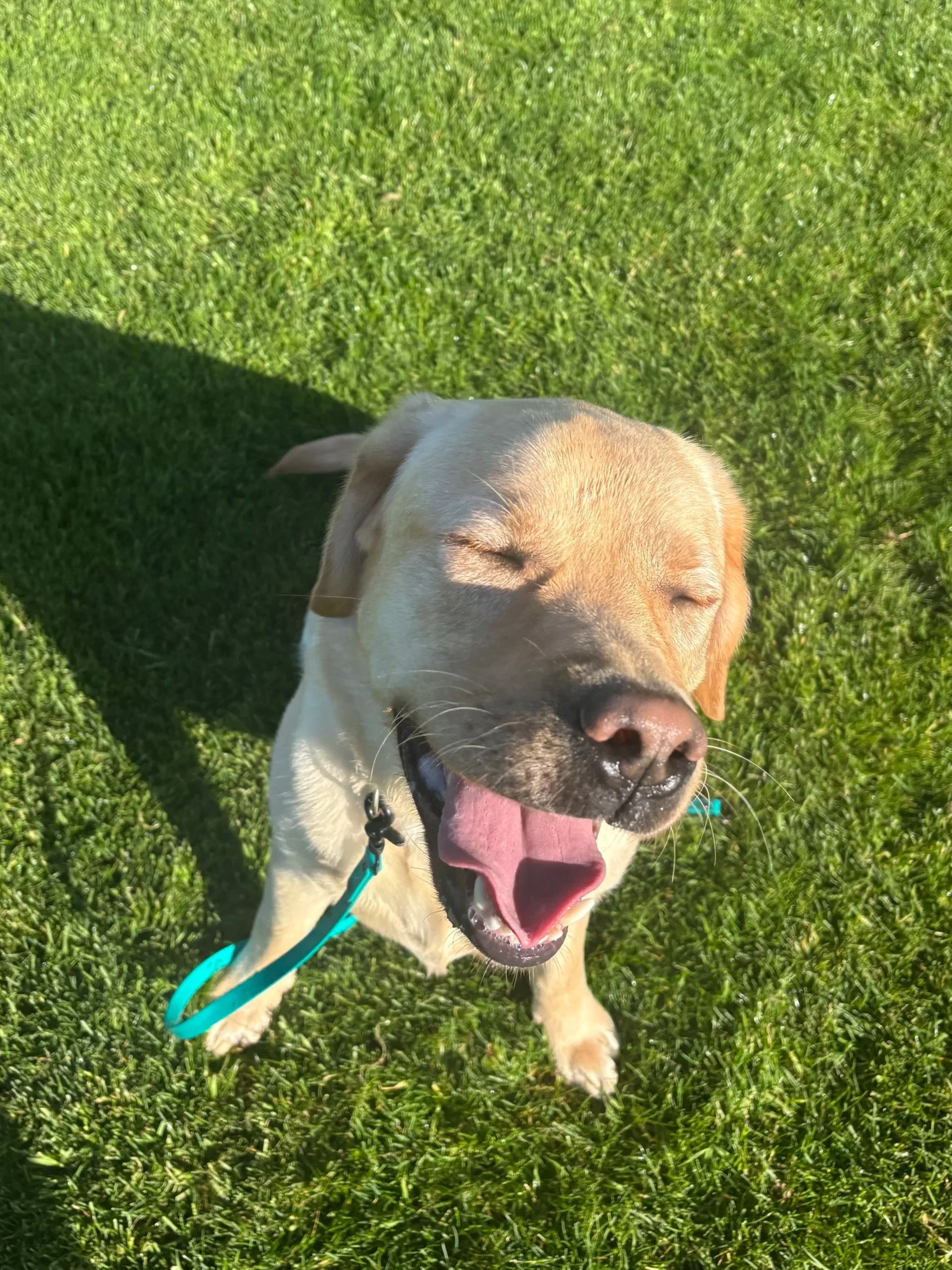 A yellow Labrador Retriever puppy with its eyes closed and mouth open, sitting on green grass in sunlight.
