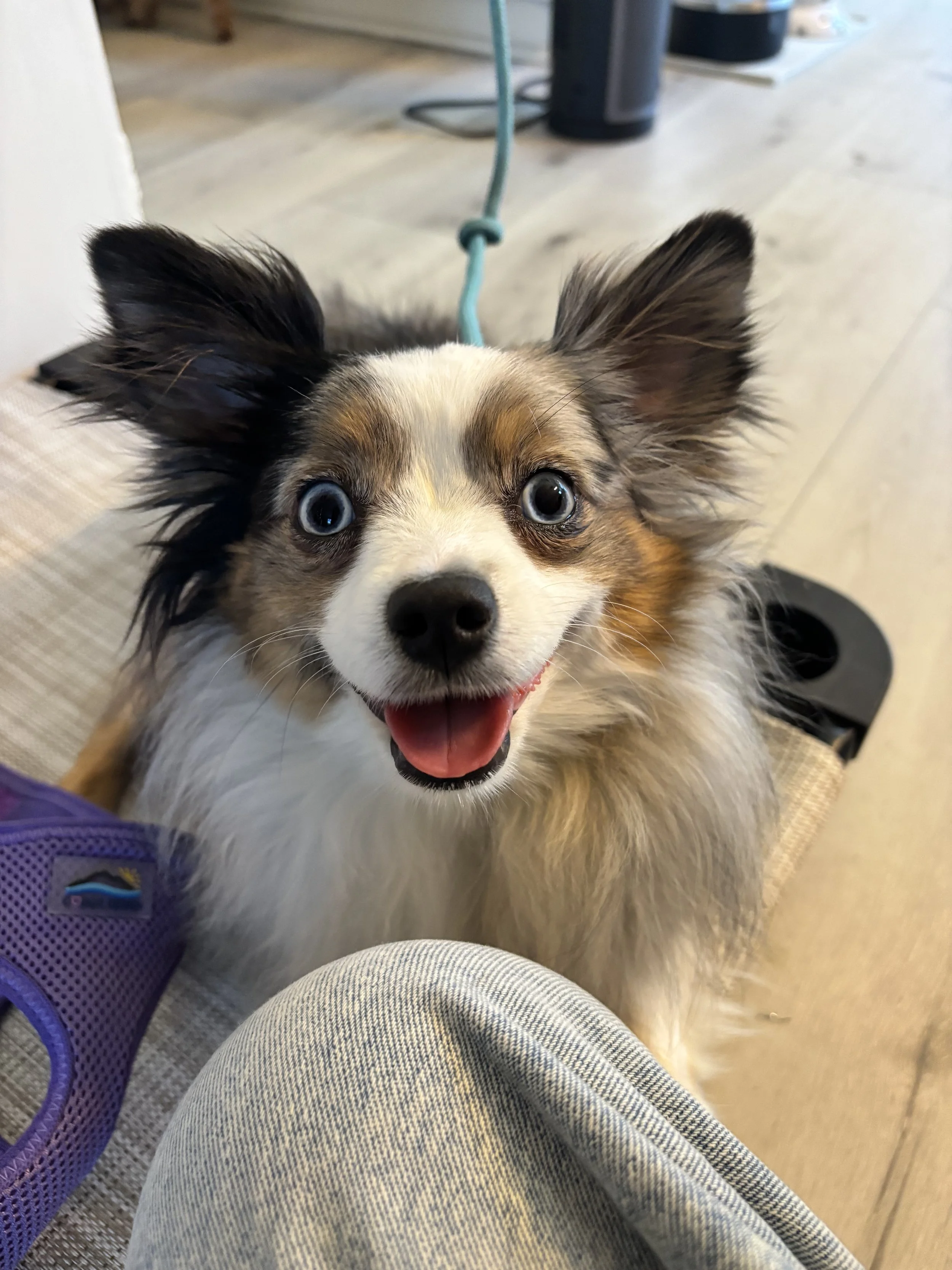 A smiling Australian Shepherd puppy with blue eyes looking up, indoors on a light-colored wooden floor.