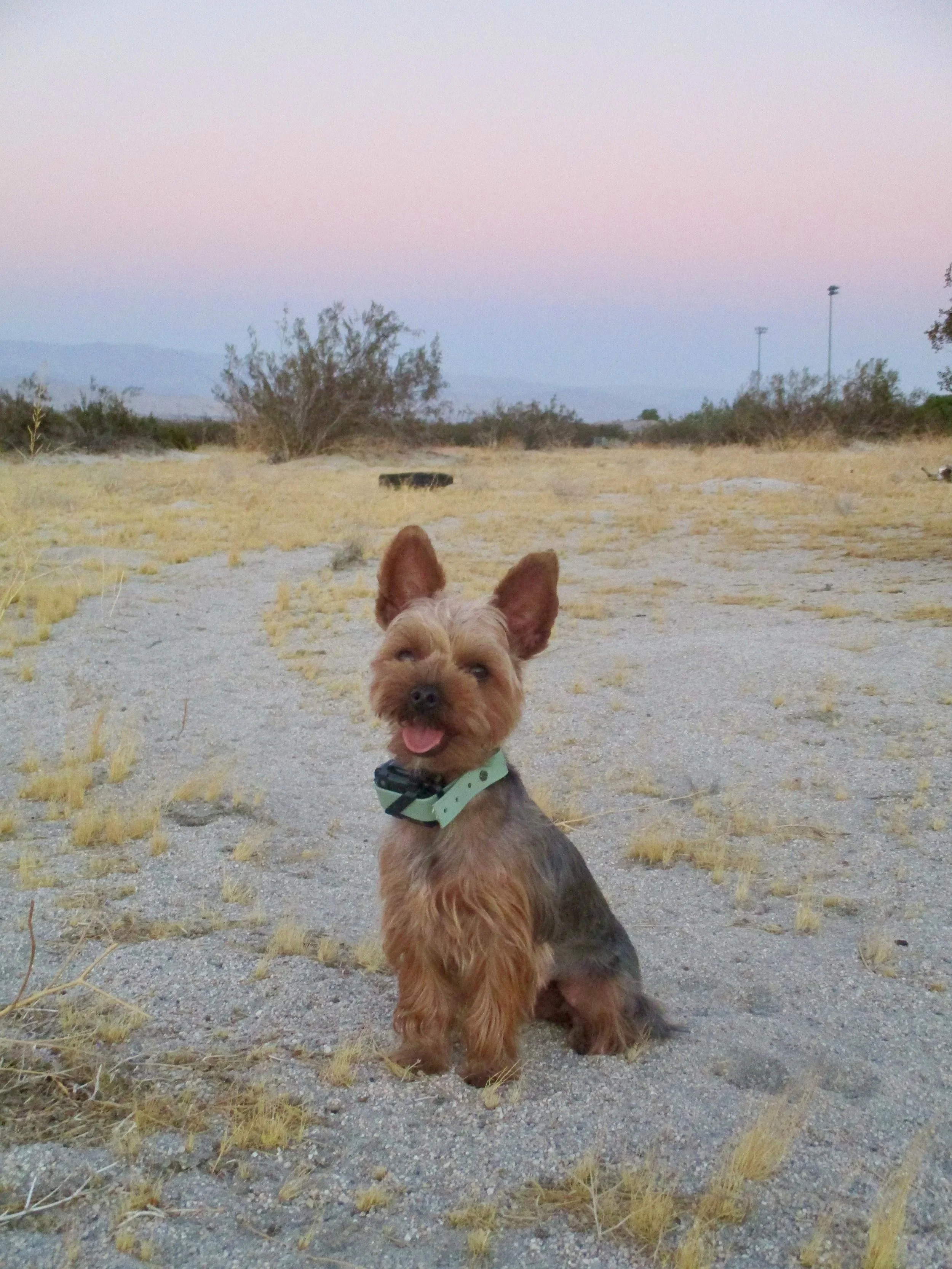 A small dog sitting on a sandy trail in a desert landscape during sunset, with sparse bushes, a few distant trees, and a mountain range in the background.