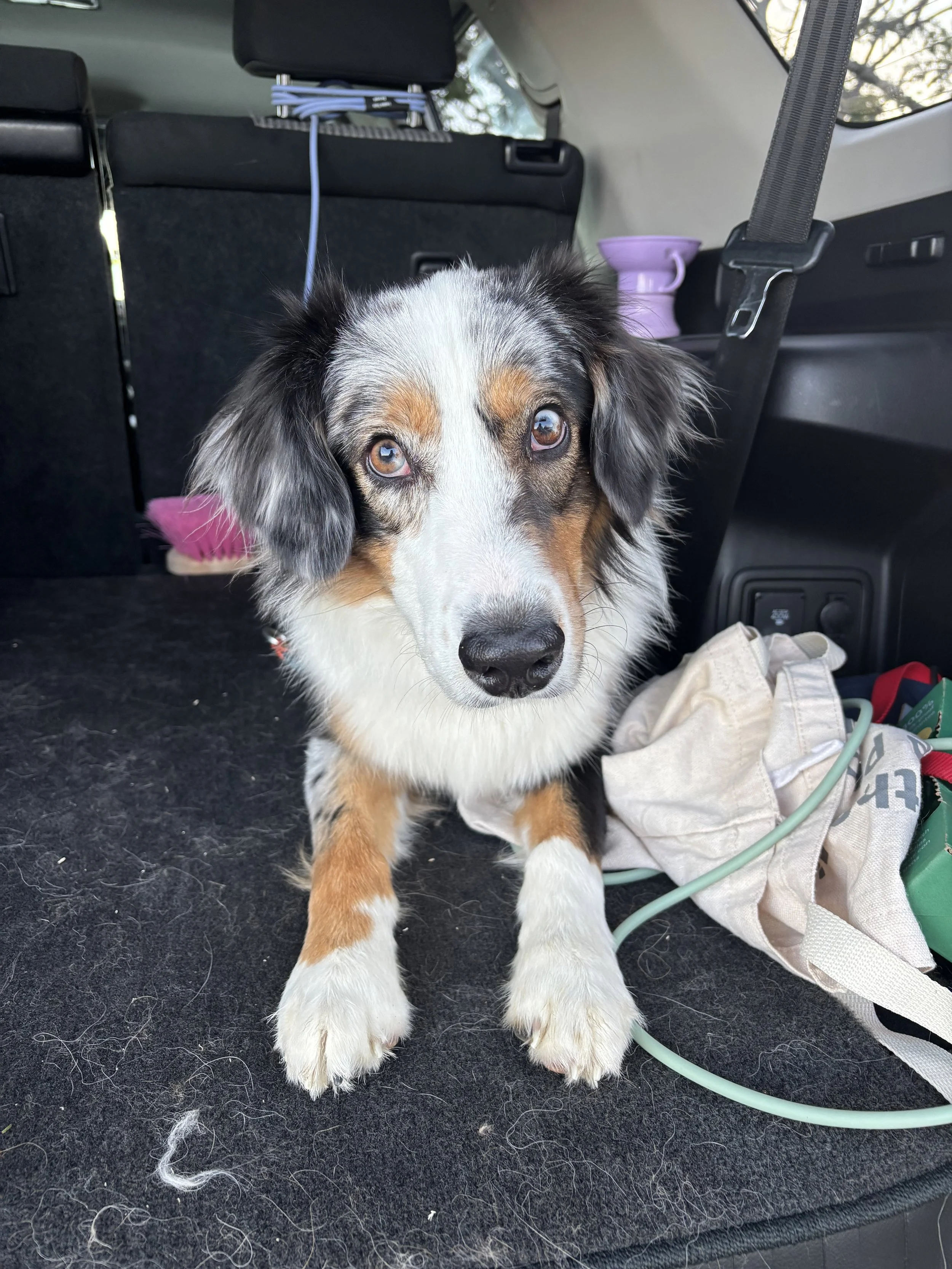 A cute Australian Shepherd puppy with a merle coat pattern sitting on the back of a vehicle, surrounded by various bags and objects.