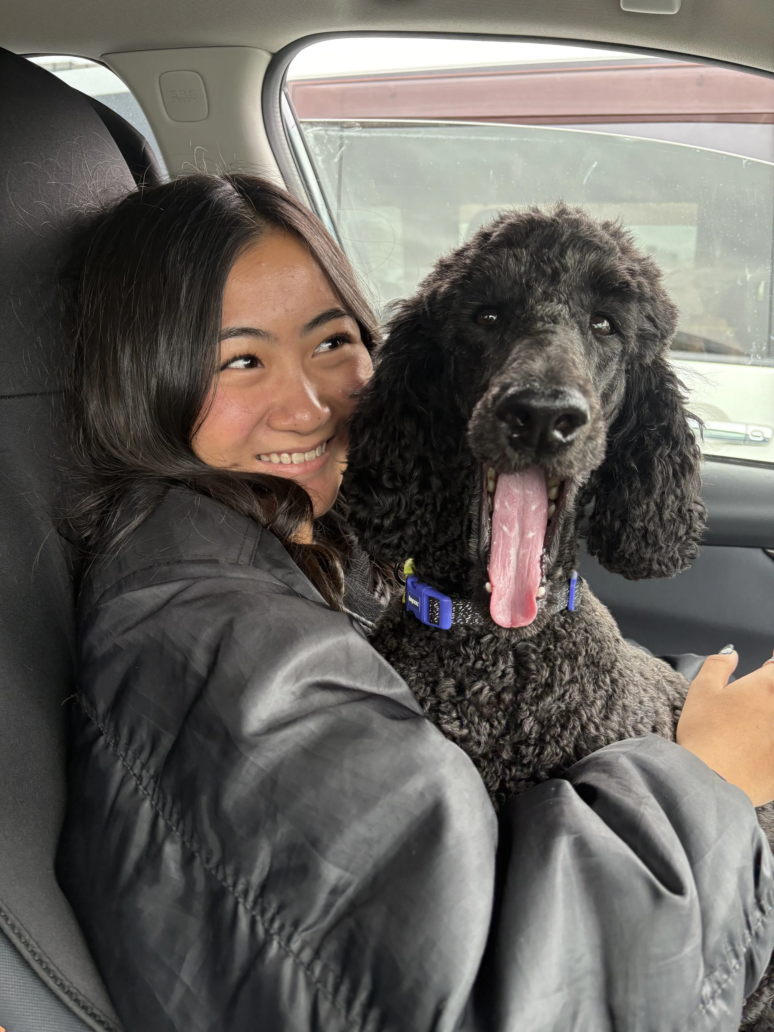 A smiling woman is sitting in the back seat of a car with a large black poodle dog that is yawning.