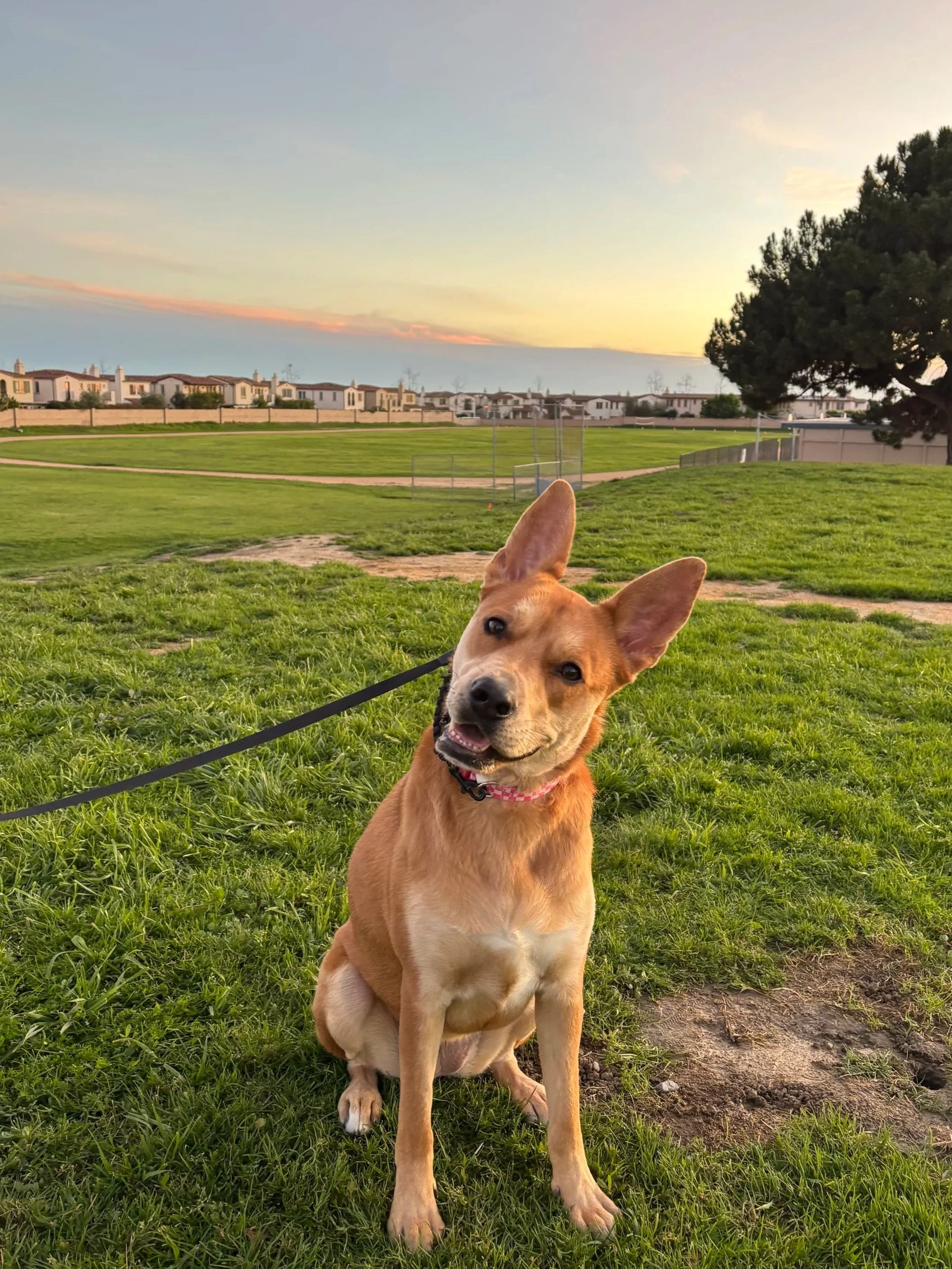A happy, tan-colored dog with one ear up and one ear down, sitting on green grass in a park at sunset. There are houses and a large tree in the background.
