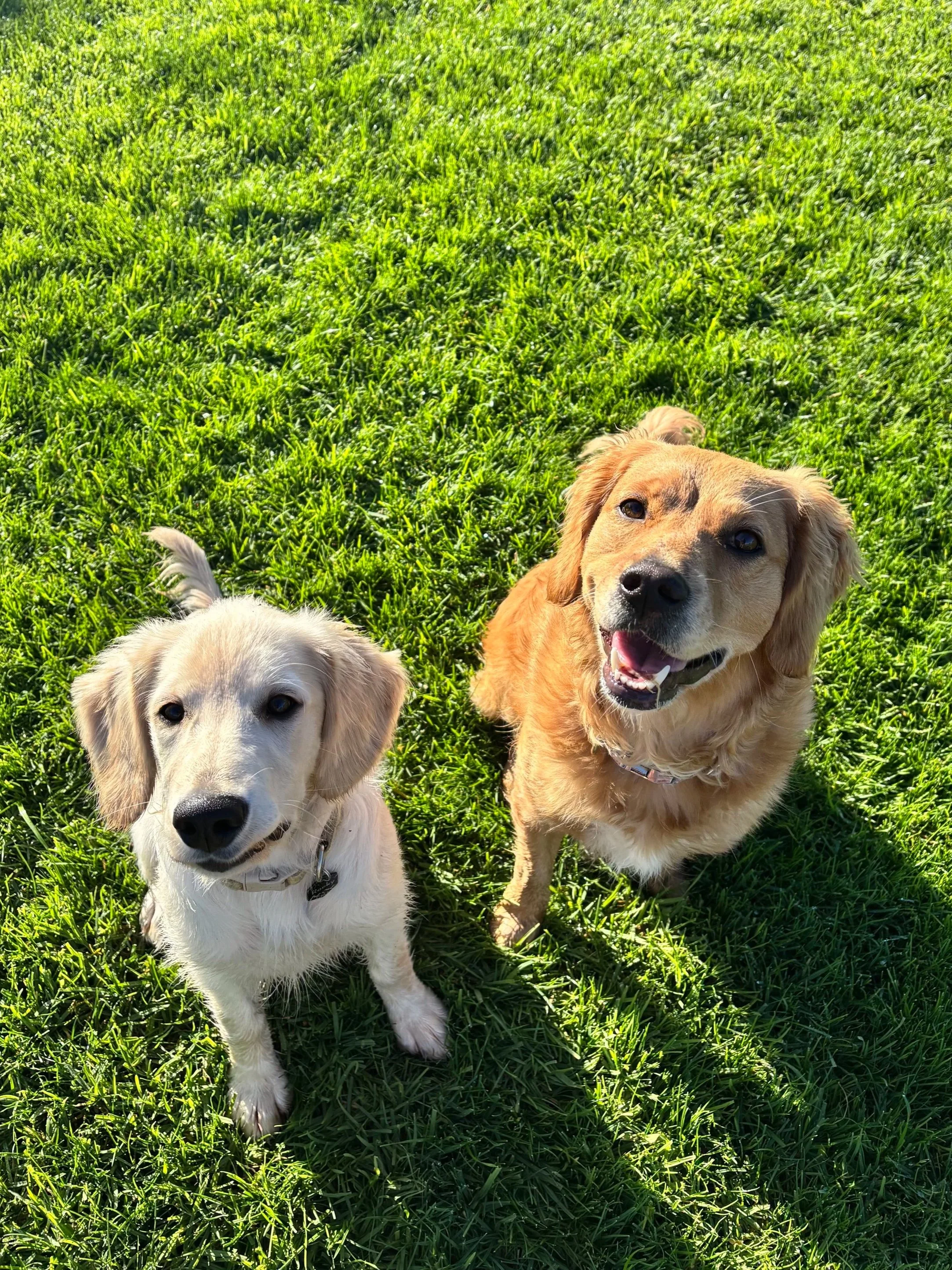Two dogs sitting on green grass in the sunlight, both looking up at the camera. One is a light-colored retriever and the other is a darker, golden retriever mix.
