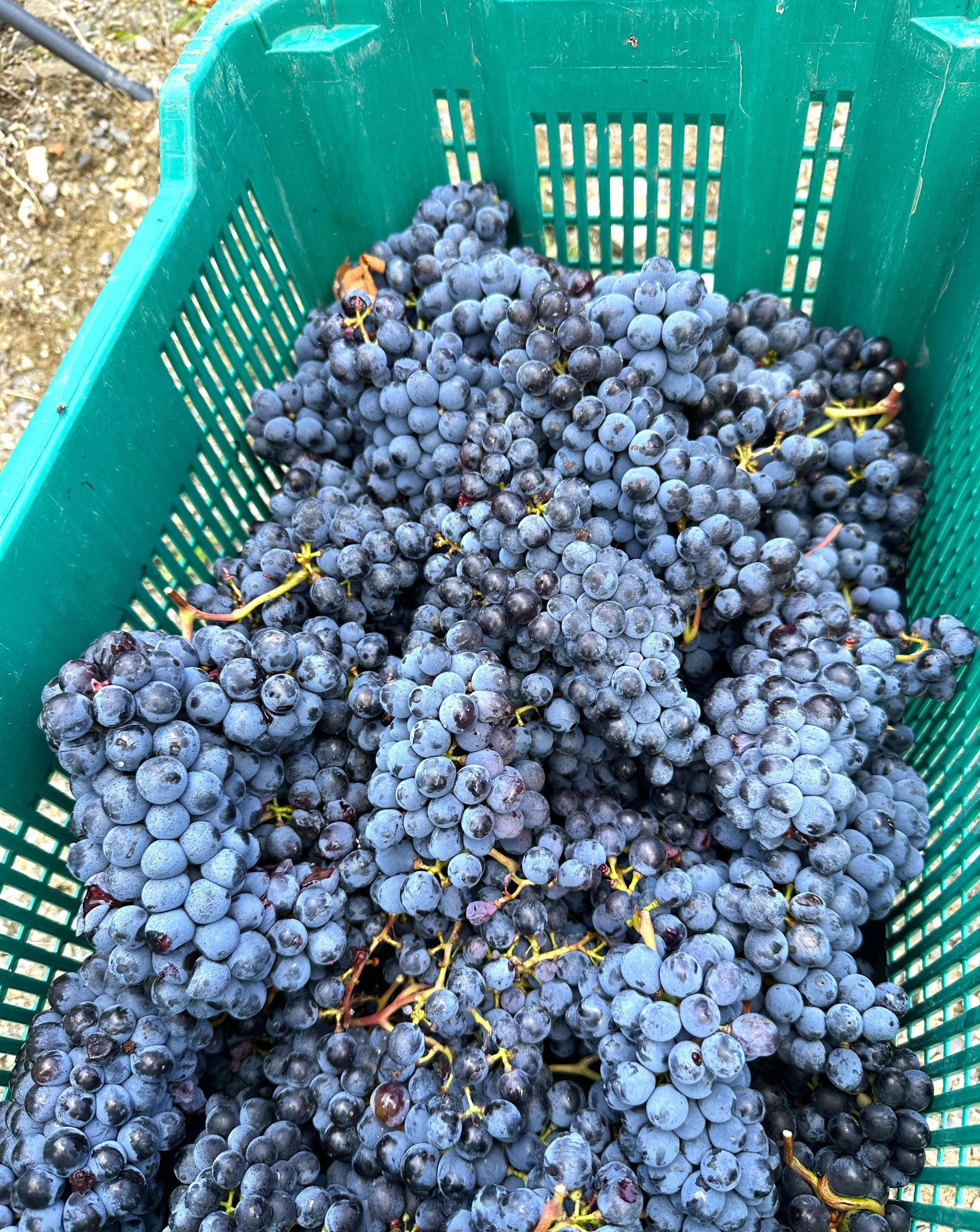 Harvest time in Tuscany