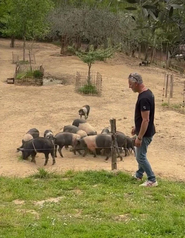 Roberto and the pigs