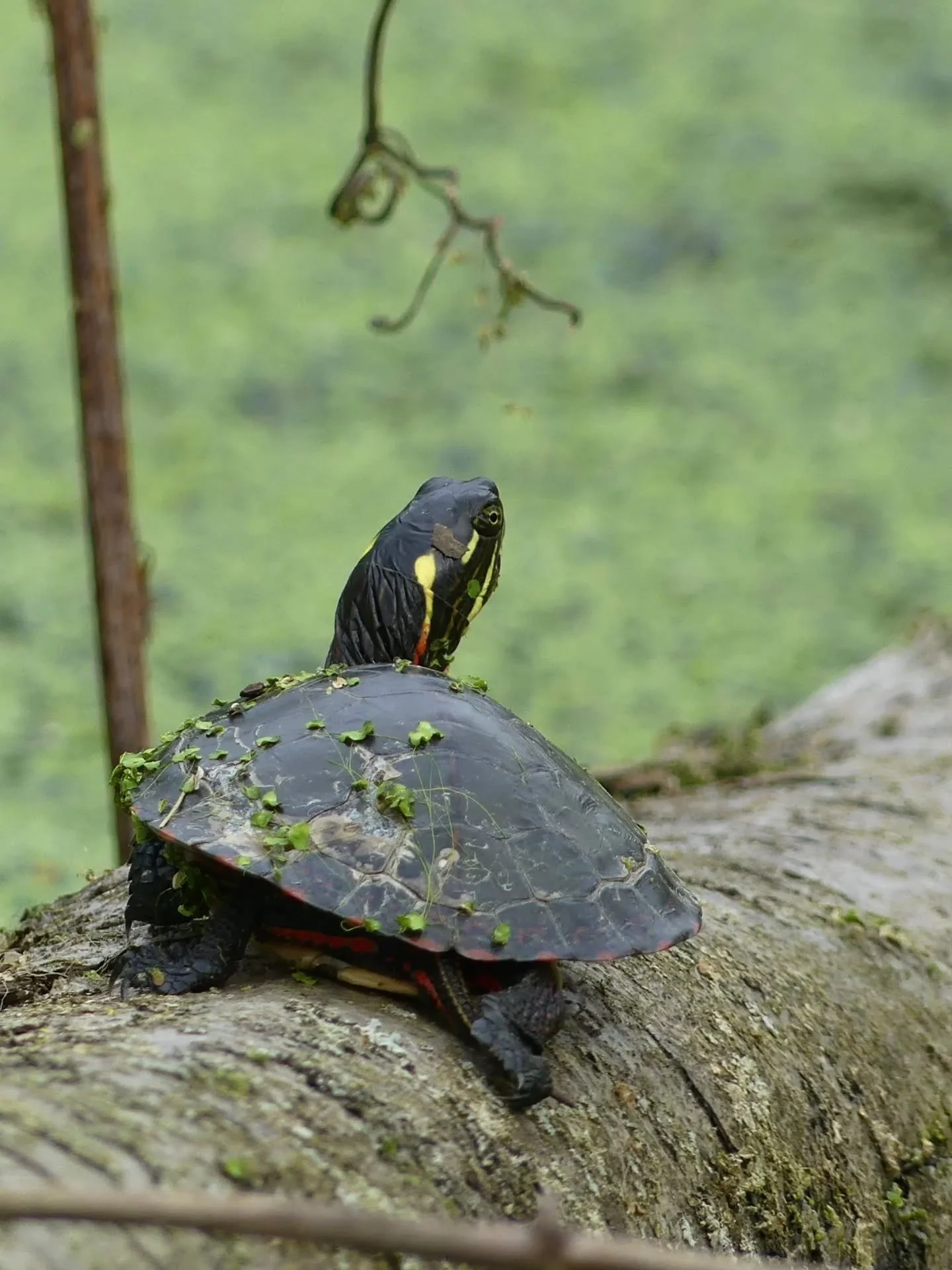 RENEWAL

This word came to me in a devo back in January after my second infusion, and it hit me like a gong. We take for granted how the cells in our body just renew on their own--until they get killed off. That's when you notice a daily renewal. It 