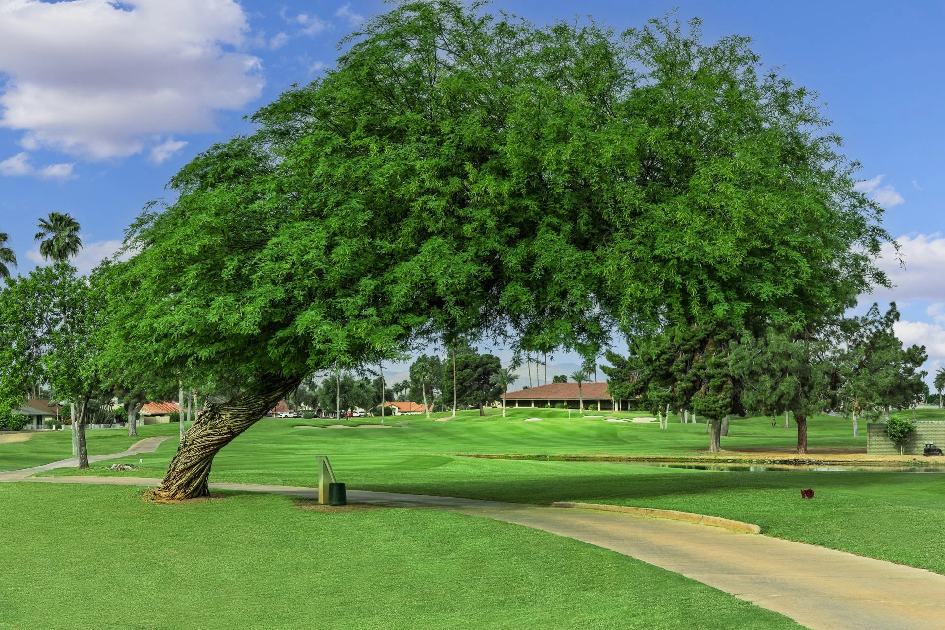 A large leafy green tree leaning over a golf course at Briarwood Country Club in Sun City West, Arizona.