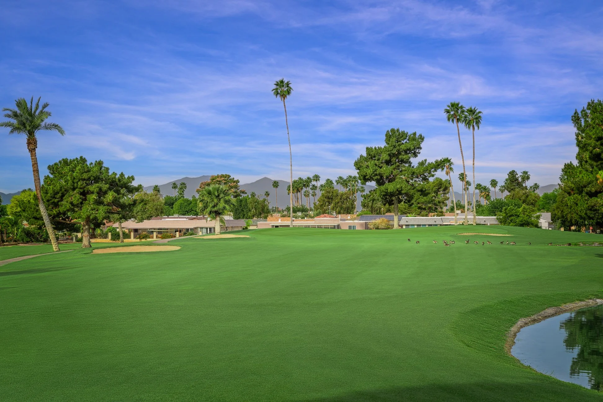 A golf course with lush green grass, palm trees, and a small pond or water hazard. There are houses in the background and mountains in the distance under a clear blue sky. View of the 14th hole at Palmbrook Golf Club in Sun City, Arizona.