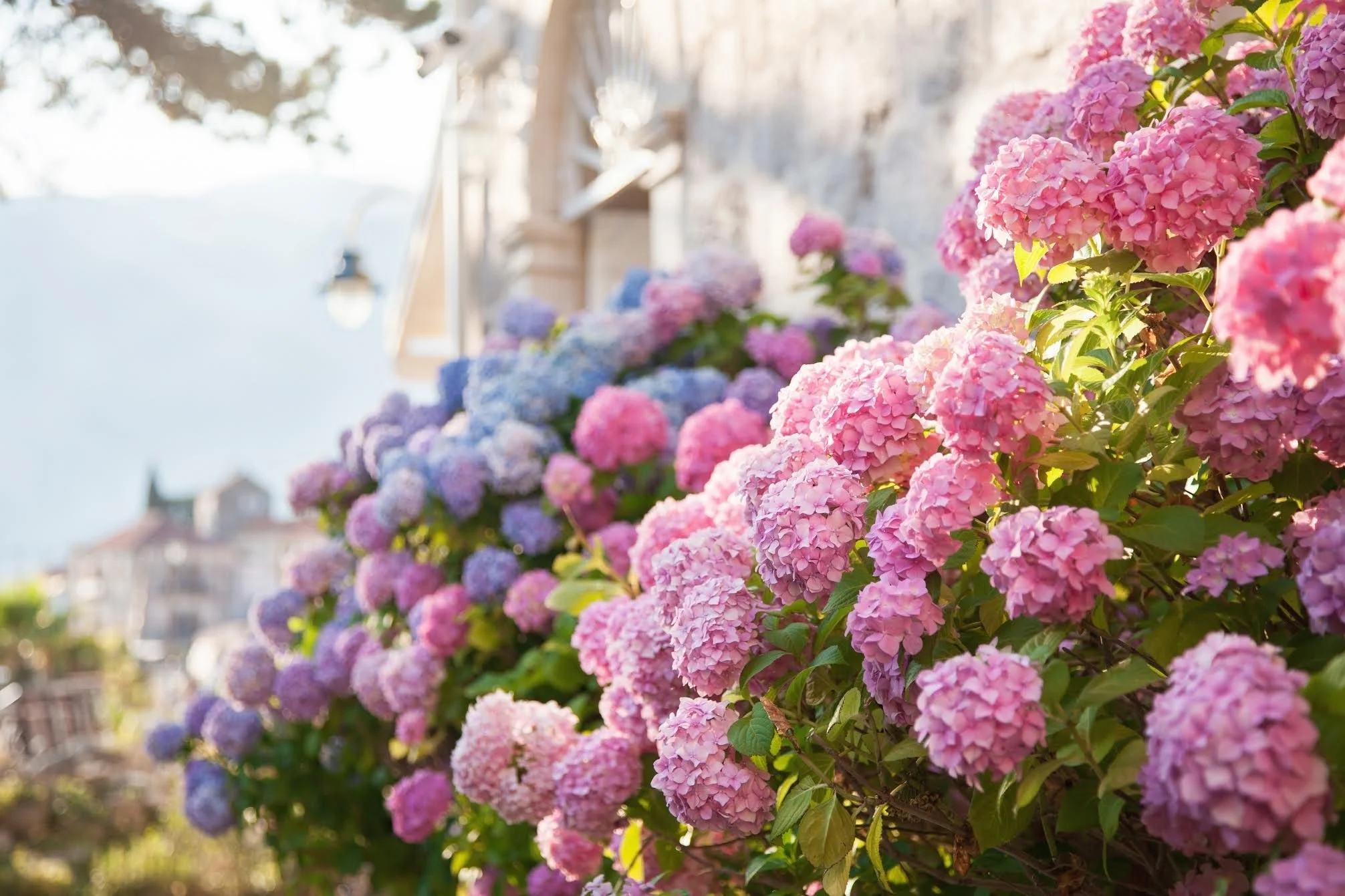 Pink and purple hydrangea flowers blooming along a garden fence in bright sunlight.