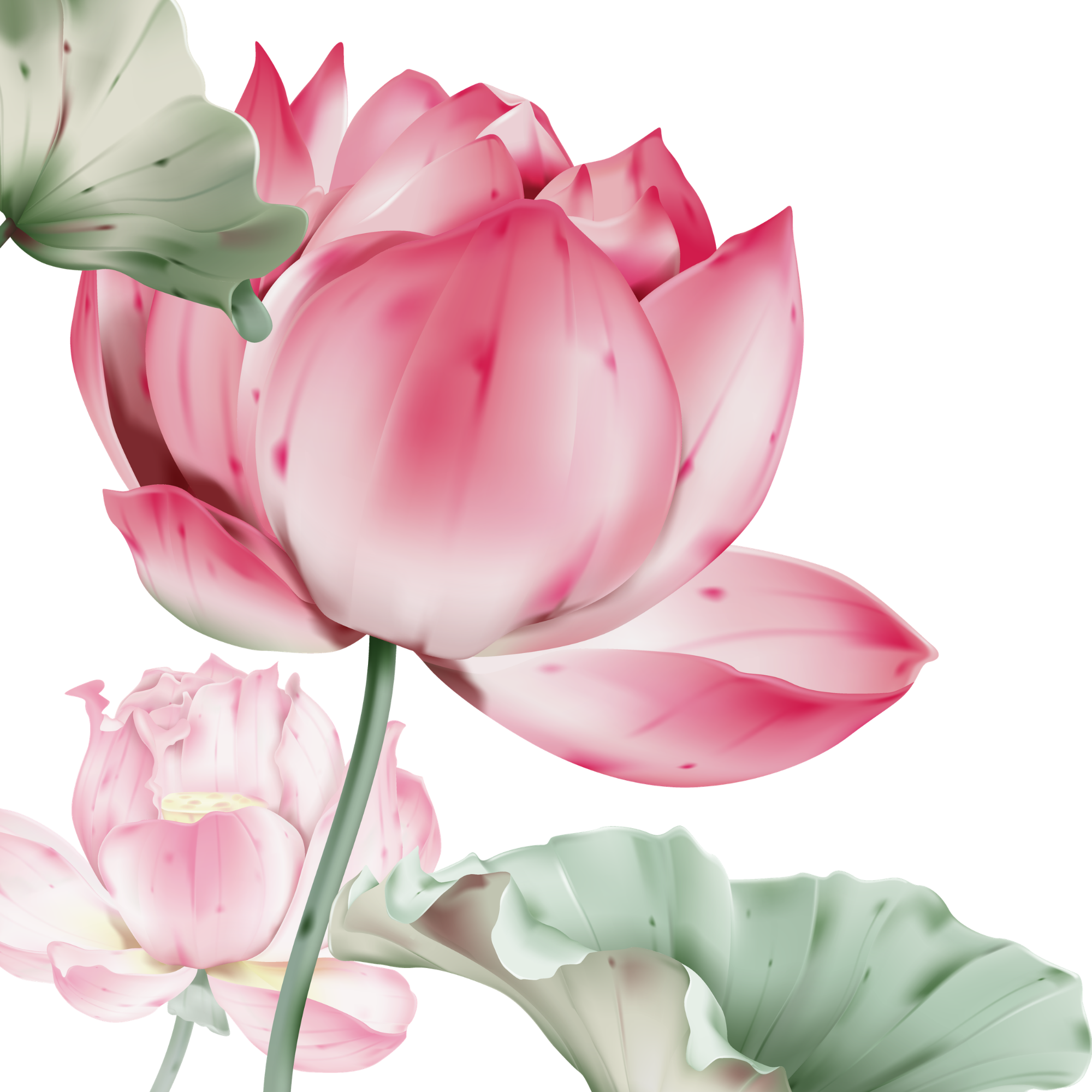 Close-up of pink and white lotus flowers with green leaves.