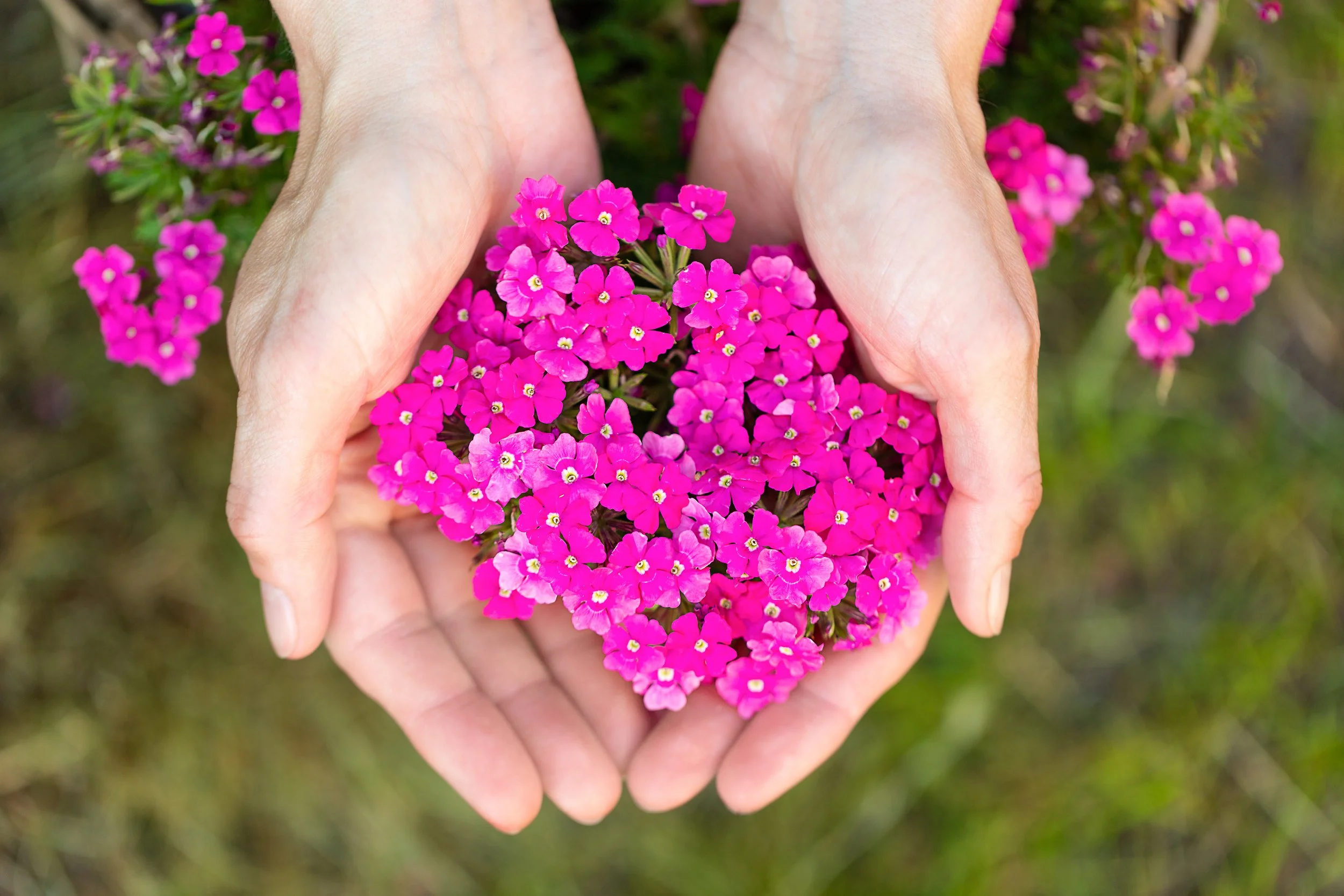 Hands arranged in a heart shape around pink flowers outdoors.