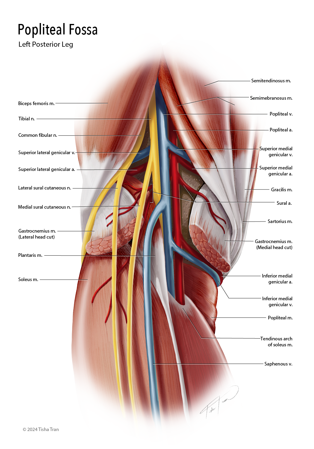 Color+Anatomy-01.png