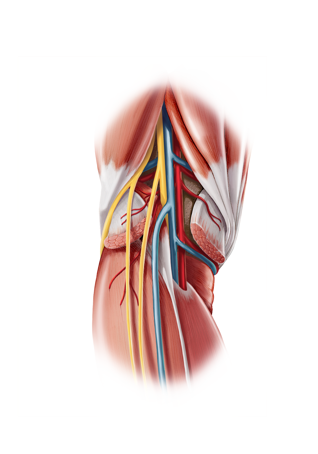 Popliteal Fossa