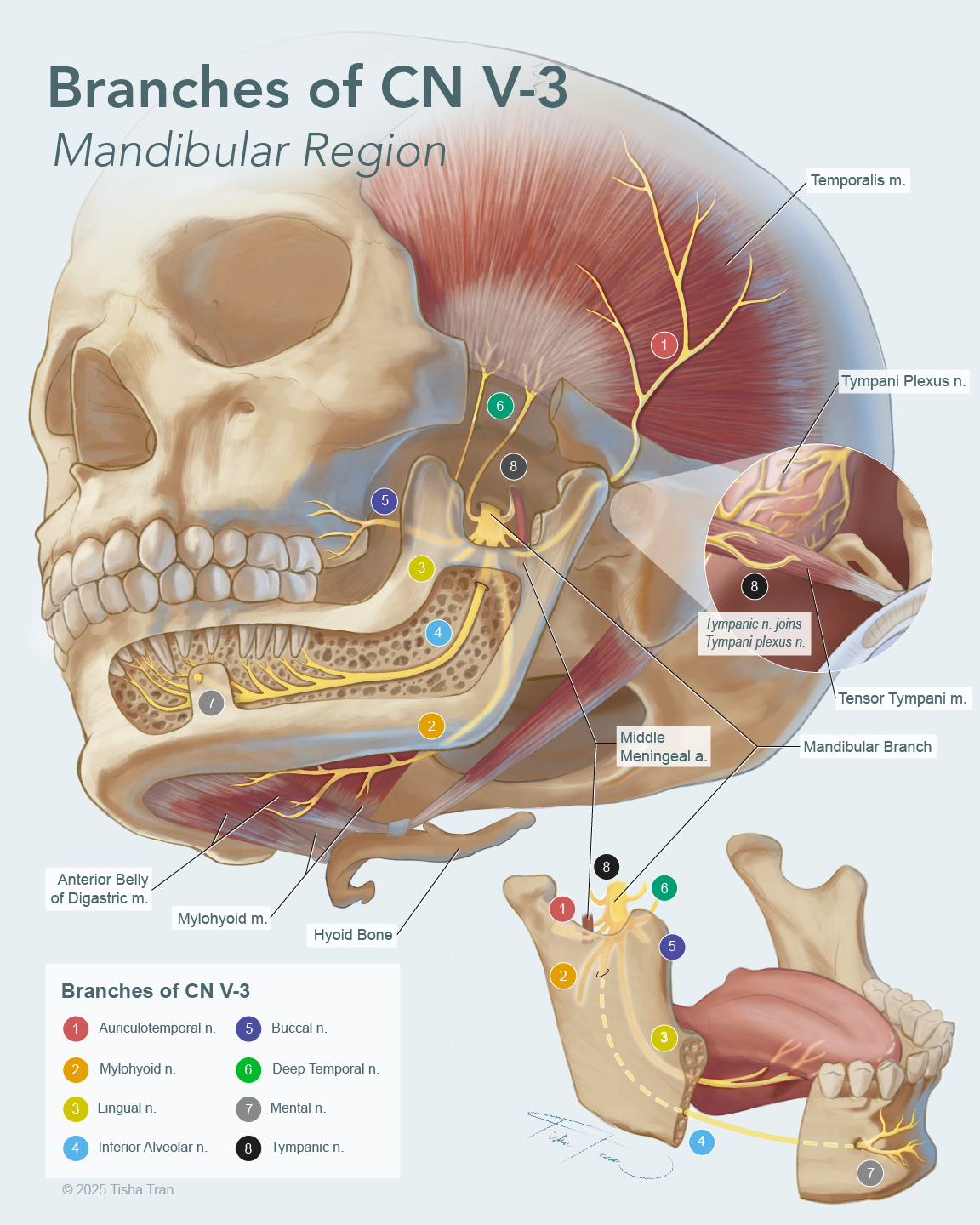 Branches of trigeminal nerves of mandibular region-01.png