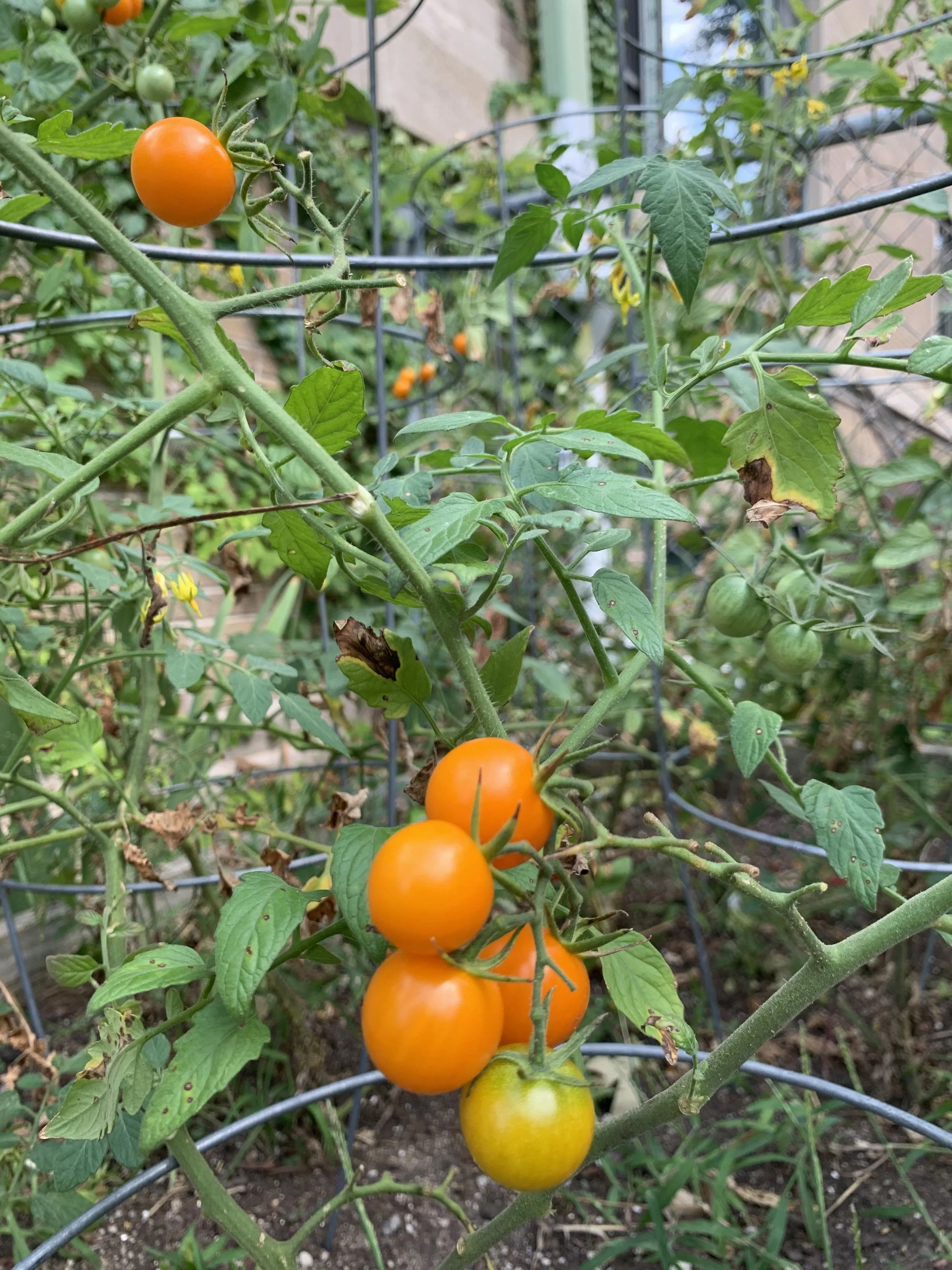 Ellis Avenue Church Garden Vegetables