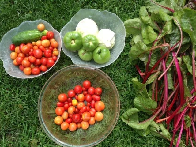 Ellis Avenue Church Vegetables from Garden Chicago