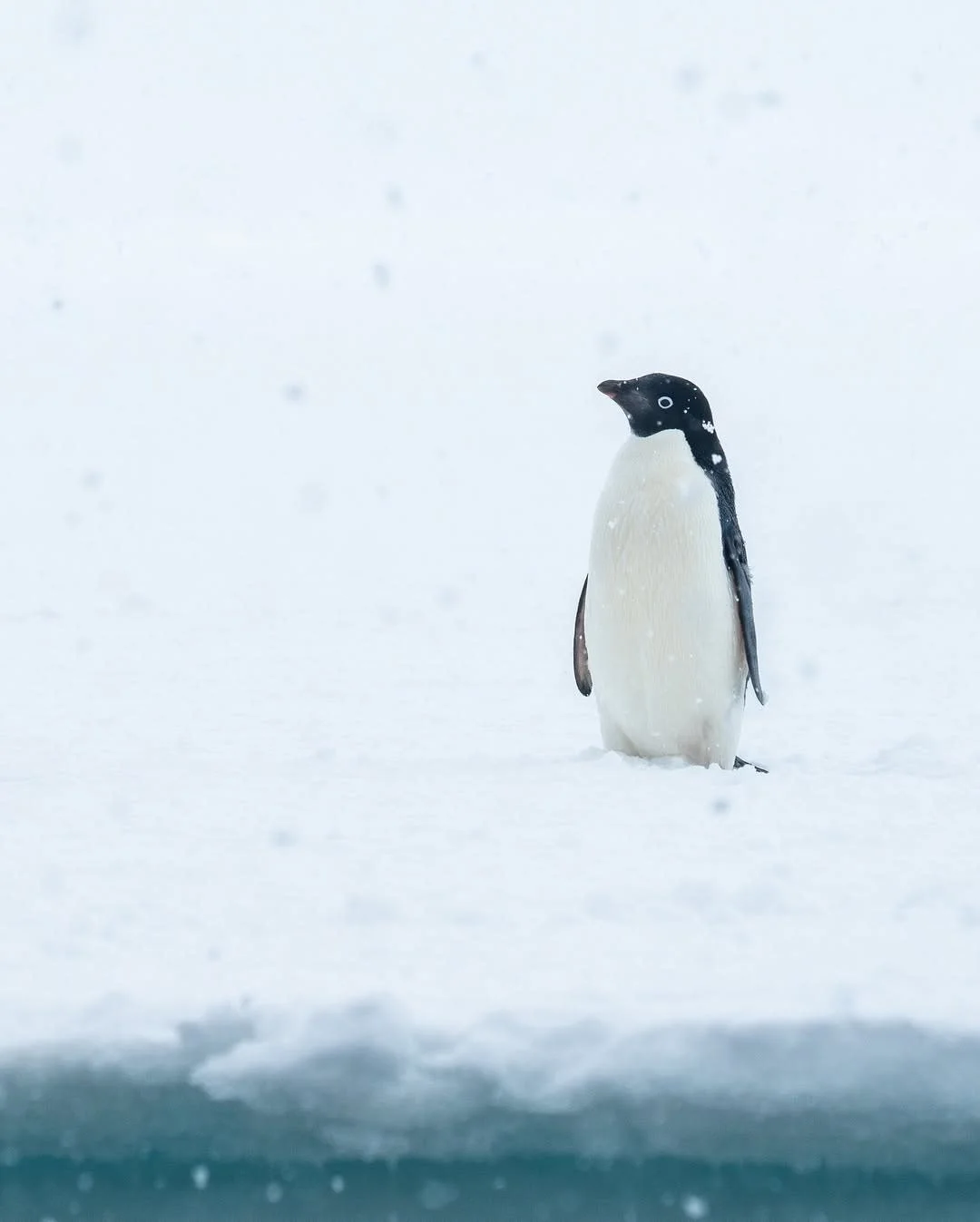 The creatures of Antarctica can't wait to welcome you! Explore this magical part of the world with them! 🦭❄️

📸: Timo Heinz @globetrottingtimo
#antarctica #expedition #hx #adventure #wildlife

#coastlinetraveladvisors
