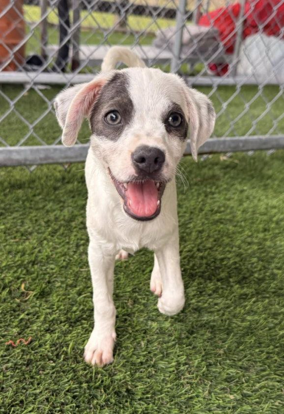 A happy puppy with a white coat and a black patch around one eye, running on green grass with a chain-link fence in the background.