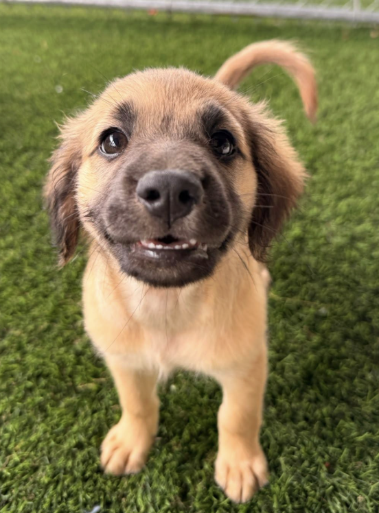 Cute puppy with a tan coat and dark face, standing on green grass, looking directly at the camera with a curious expression.