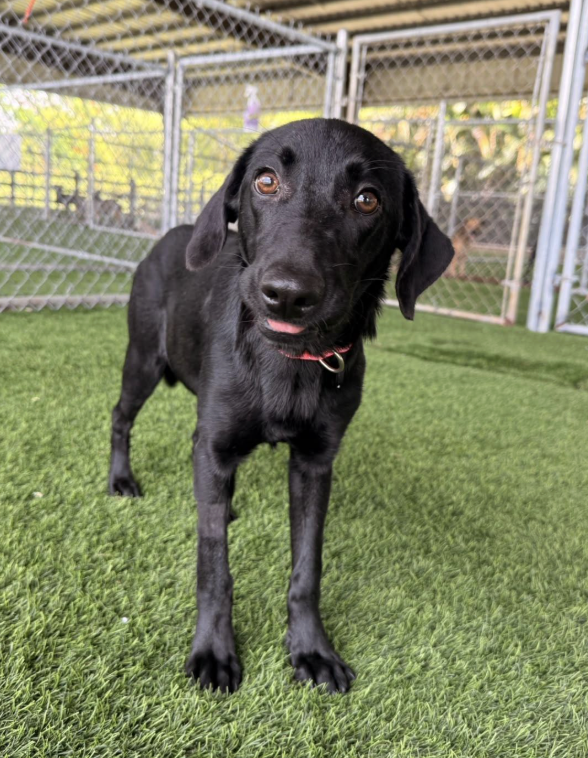 A black dog with floppy ears and shiny eyes standing on a grassy yard, with a chain-link fence in the background.