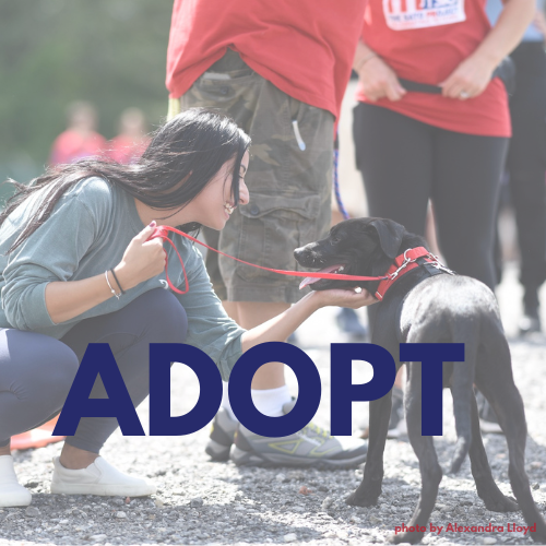 ADOPT BUTTON FOR WEBSITE (1).png