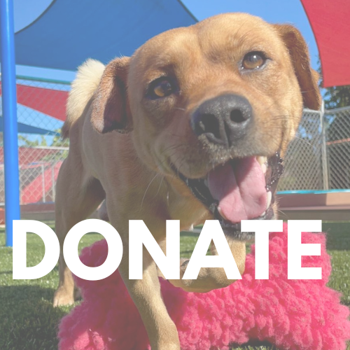 DONATE BUTTON FOR WEBSITE.png