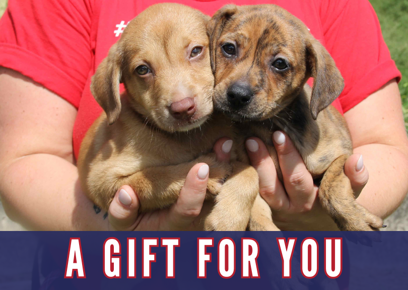 Person holding two adorable puppies, one light brown with blue eyes and the other brindle with darker eyes, with a text overlay that reads 'A Gift For You.'