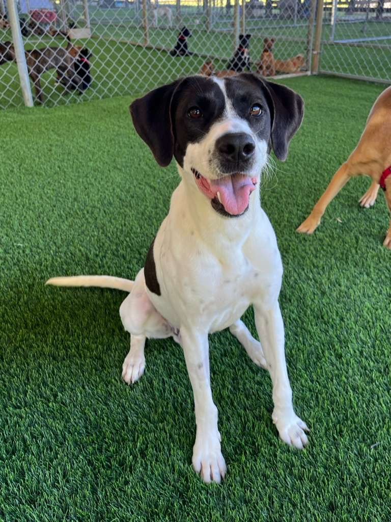 A happy black and white dog sitting on artificial grass at a dog daycare with other dogs visible in the background.