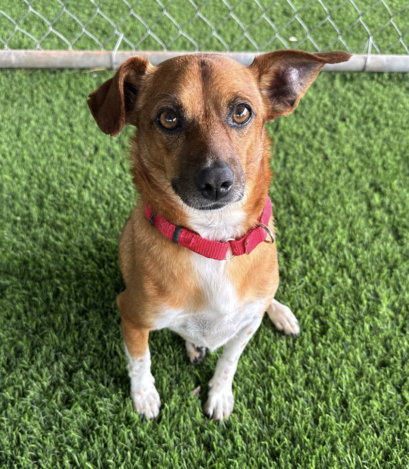 A small brown dog with one ear flopped and one standing, sitting on green grass in front of a chain-link fence, wearing a red collar.